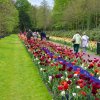 2015 Keukenhof